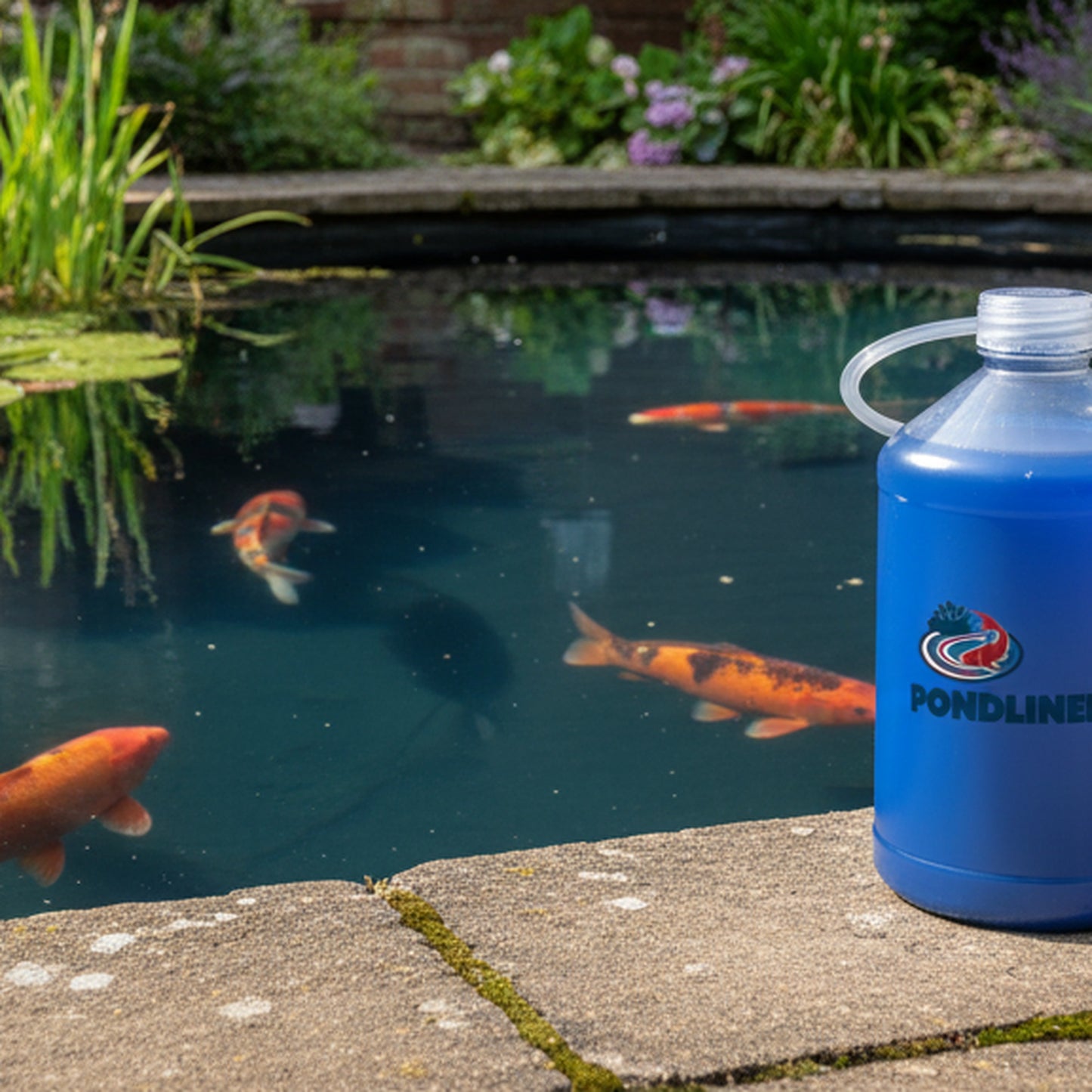 PondLiners Co blue pond dye beside a beautifully tinted UK koi pond