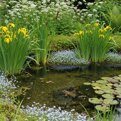 Natural wildlife pond with butyl liner, native British plants and wildlife