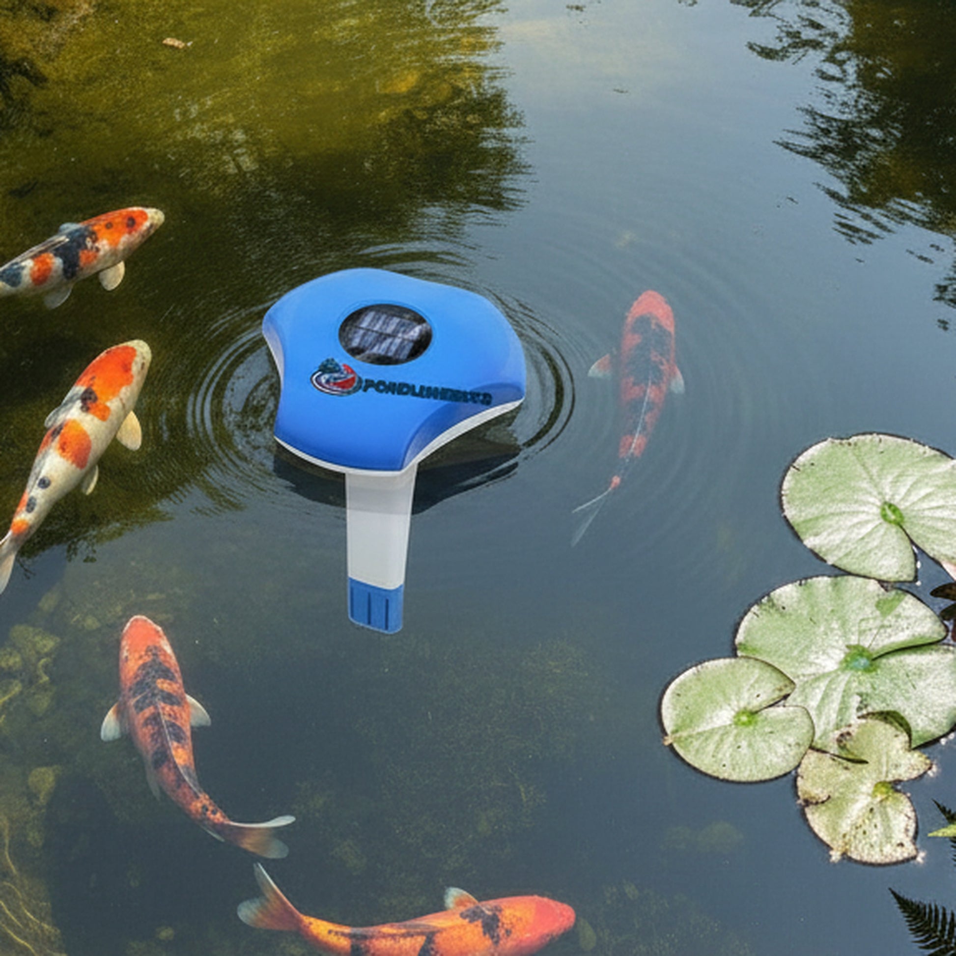 Solar powered pond thermometer floating in garden pond with koi fish