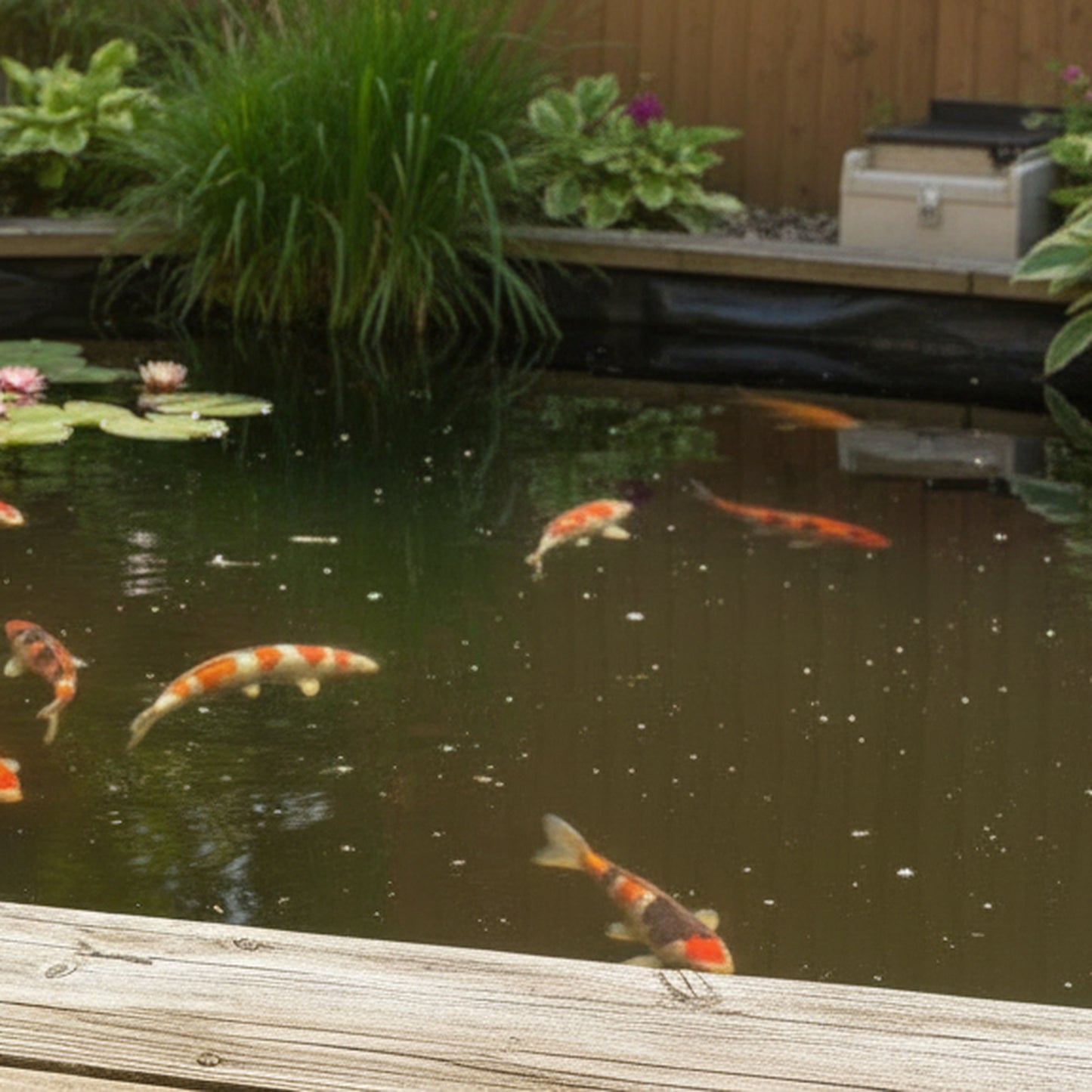 Natural pond treatment pods next to crystal clear UK koi pond - easy drop-in biological treatment