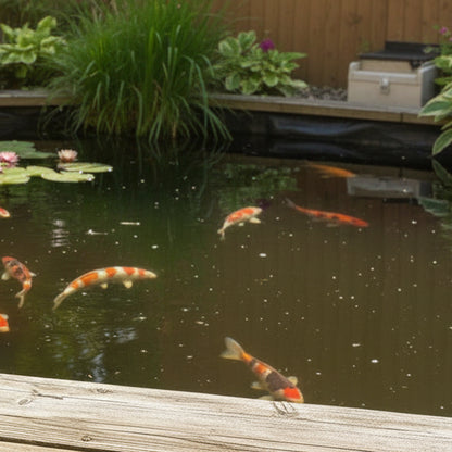 Natural pond treatment pods next to crystal clear UK koi pond - easy drop-in biological treatment