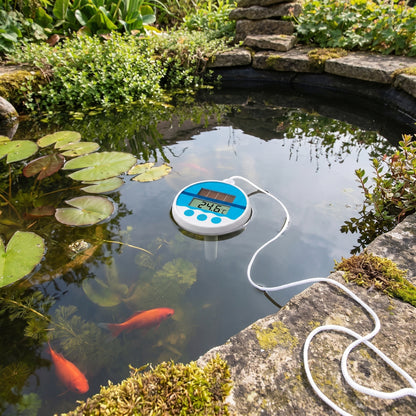 Solar floating digital thermometer with blue face and white housing floating in a UK garden fish pond beside lily pads, cord tied to the stone edge